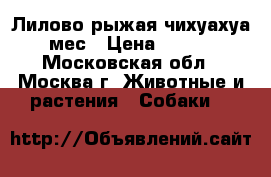 Лилово рыжая чихуахуа, 4 мес › Цена ­ 30 000 - Московская обл., Москва г. Животные и растения » Собаки   